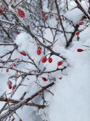 Barberry berries on a branch. Snow-covered red berries. Barberry berries on a branch in winter