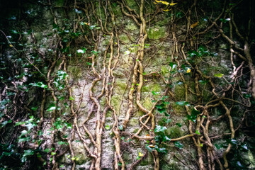 Ancient stone wall with roots and hanging vines