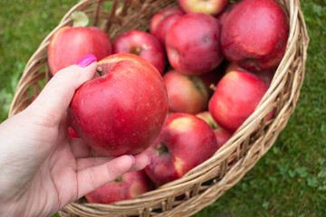 harvest of red apples in a wicker basket in the garden