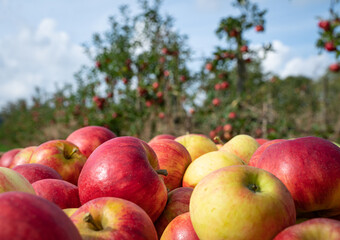 Apfelernte - schöne Äpfel mit einer Obstplantage im Hintergrund.