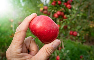 Apfelernte auf einer Obstplantage