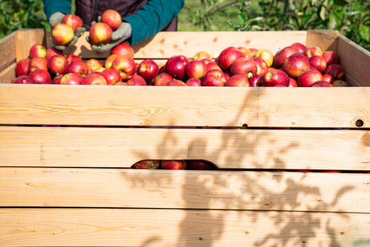 Apfelernte auf einer Obstplantage