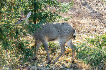 a picture of a wild deer; a deer in a forest 