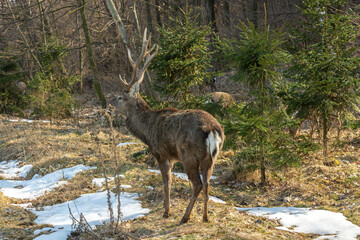 a picture of a wild deer; a deer in a forest 