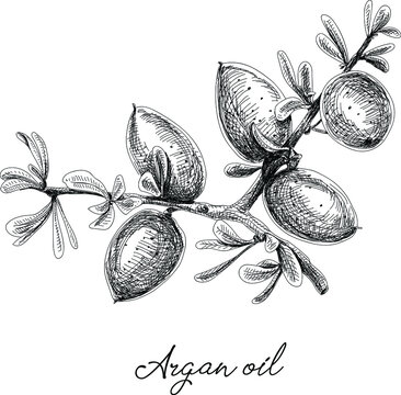 Argan oil. Sketchy hand-drawn vector illustration.