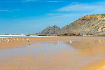 Amoreira Beach near Aljezur. Low season in Algarve, Portugal. Ichthyaetus audouinii or Audouin's Gull birds.