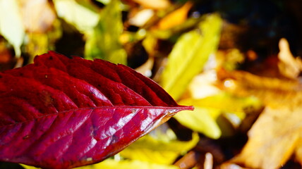 Czerwony liść jesienną porą