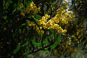 Blooming Baileyana Acacia or Golden mimosa in Algarve, Portugal.
