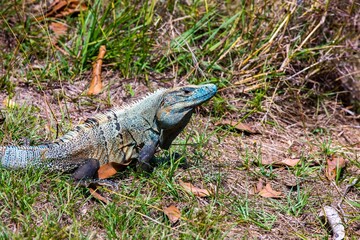 Blue spiny-tailed iguana (Ctenosaura similis) in Costa Rica