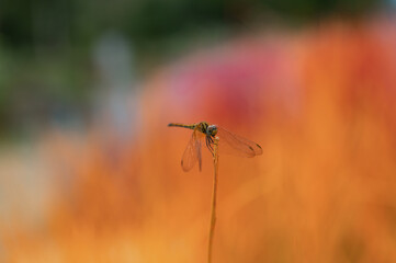 dragonfly on a flower