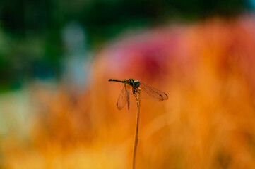 dragonfly on a leaf