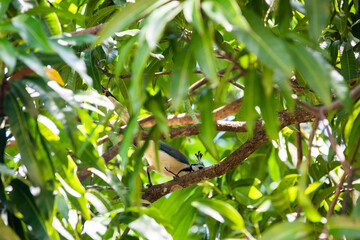 Tropical forest, Costa Rica