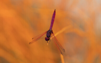 dragonfly on flower