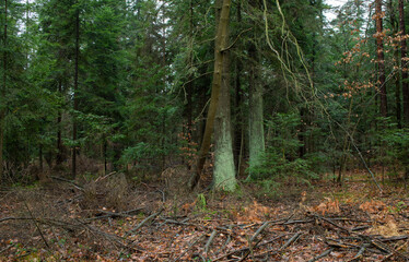 Rain in the woods. Old fir forest. Świętokrzyskie, Poland.