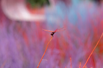 dragonfly on a branch
