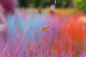 grasshopper on the grass