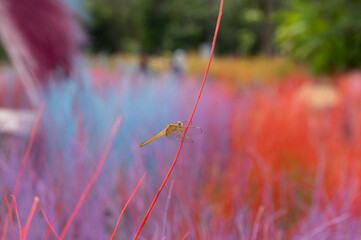 grasshopper on the grass