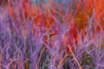grass in the morning
