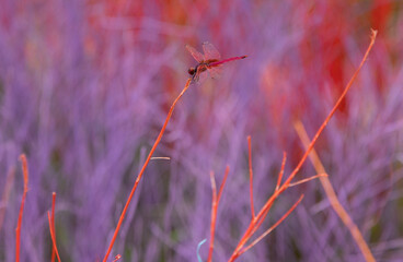 red dragonfly on the grass