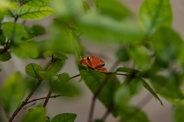 butterfly on a flower