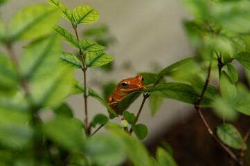 ladybird on a leaf