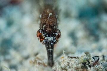 A selective focus shot of a pipefish. This macro image intended to have the areas in front and behind the eyes blurred out to draw the attention to the creatures eyes
