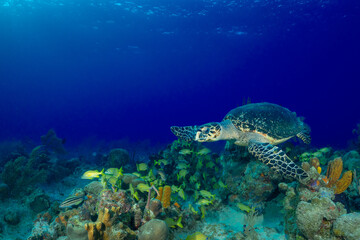 A hawksbill turtle swimming over a tropical Caribbean reef with a school of yellow fish nearby
