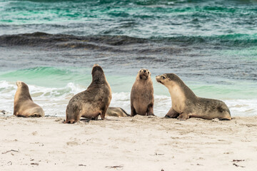 Fototapeta premium Sea lions sitting on the beach at Seal Bay, Kangaroo Island, South Australia