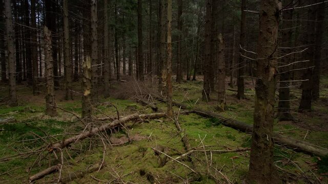 Broken Trees From Harsh Wind Inside A Deep Forest.