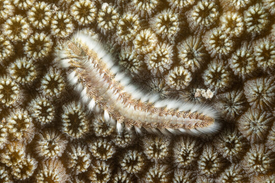 A bearded fireworm crawling over a piece of healthy star coral out in the wild on a tropical Caribbean reef in the Cayman Islands