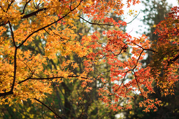 Beijing autumn ditan park view beautiful fall