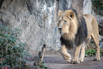 an african male lion walking along a rocky cliff