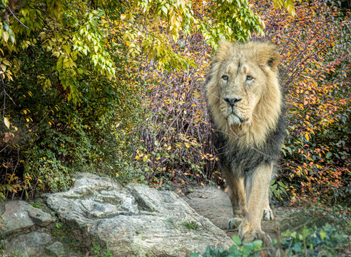 an african male lion walking through the forest