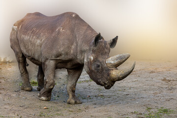 a rhinoceros walking through the desert