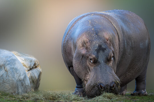 a Hippopotamus ( Hippo ) standing in the  grass