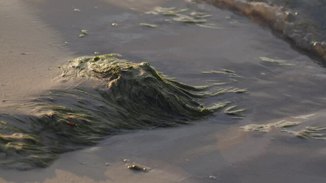 Washed ashore Green Seaweed on a beach.
