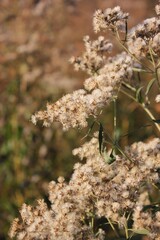 Wildflowers in the fields 