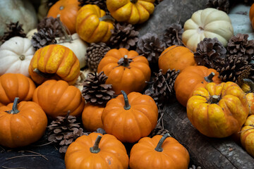 Pumpkins background. suitable for thanksgiving, christmas, halloween themes