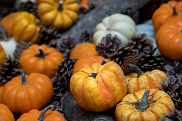 Pumpkins background. suitable for thanksgiving, christmas, halloween themes