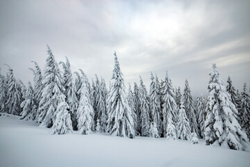Dramatic winter landscape with spruce forest cowered with white snow in cold frozen mountains.