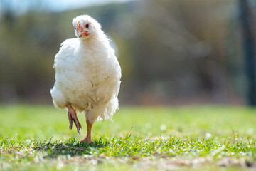 Hen feed on traditional rural barnyard. Close up of chicken standing on barn yard with green grass. Free range poultry farming concept.