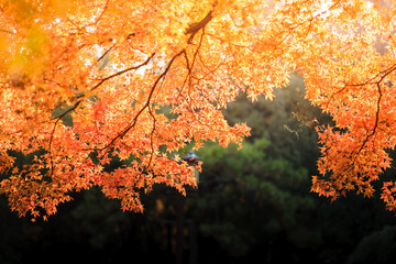Beijing autumn ditan park view beautiful fall