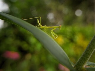 
Praying mantis perch on leaves and flower petals
