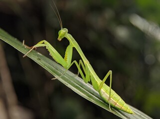 
Praying mantis perch on leaves and flower petals