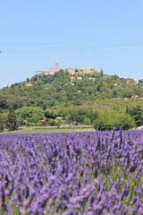 Champs de Lavandes