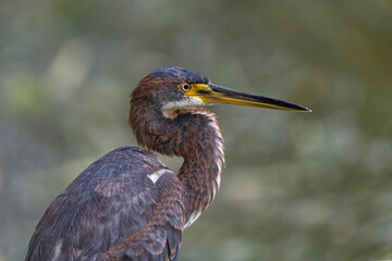 Portrait of a Floridian Tricolored Heron