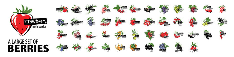 A large set of vector painted berries on a white background - obrazy, fototapety, plakaty