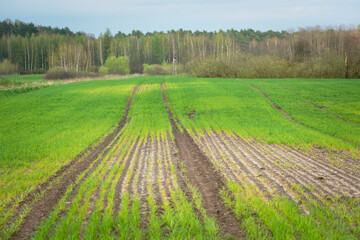 Fototapeta na wymiar Damage after sowing on a green farmland, Zarzecze, Poland