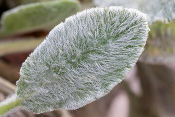 Lamb's ear leaf (Stachys byzantina) wooly betony plant