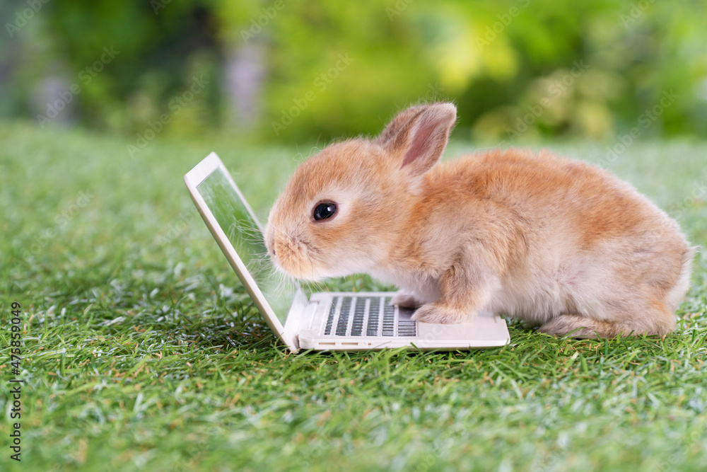 Wall mural adorable baby rabbit bunny with laptop studying online or working sitting on green grass. cuddle new - Wall murals